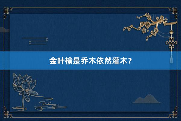 金叶榆是乔木依然灌木？